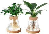 Plantenvermeerdering Terrarium, 2 stuks doorzichtige plantenstekken houder desktop plant glazen vaas pot bloemenvaas pot met houten deksel en bamboe standaard voor het kweken van hydrocultuur planten