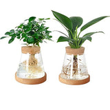 Plantenvermeerdering Terrarium, 2 stuks doorzichtige plantenstekken houder desktop plant glazen vaas pot bloemenvaas pot met houten deksel en bamboe standaard voor het kweken van hydrocultuur planten